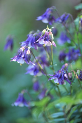 Aquilegia_vulgaris_05.jpg