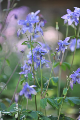 A._vulgaris_05.jpg