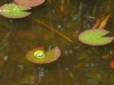 Frosch_u._Schlange_1.jpg