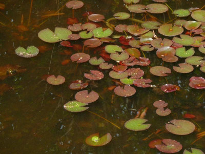 Frosch_u._Schlange_2.jpg