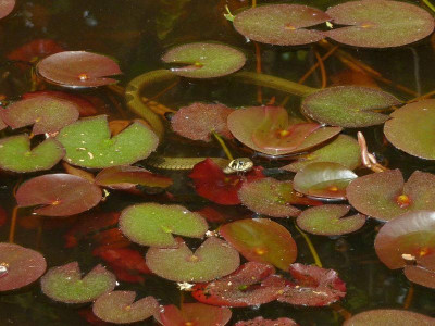Frosch_u._Schlange_3.jpg