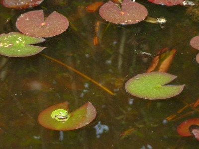 Frosch_u._Schlange_4.jpg
