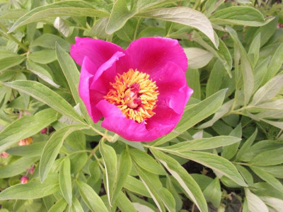 Paeonia_officinalis_Gottingen_Kopie.jpg