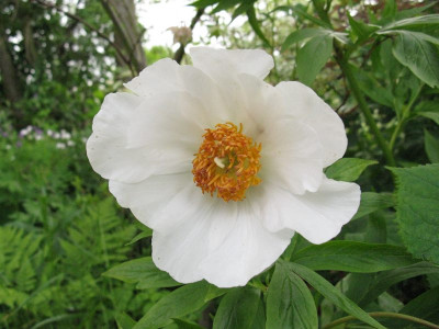 Paeonia_Windflower_Kopie.jpg