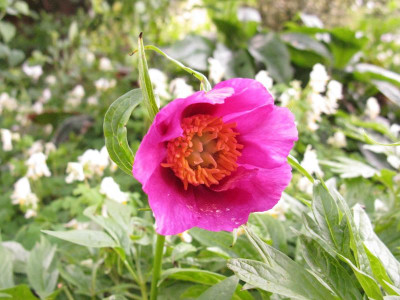Paeonia_woodwardii_Kopie.jpg
