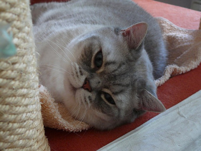 tobykater_2014-05-10_256_80k.jpg