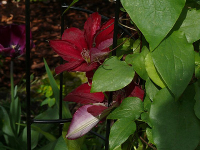 clematis_rebecca_2014-05-10_200_80k.jpg