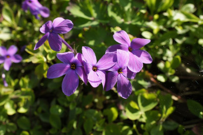 P._stolonifera.jpg