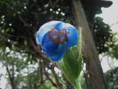 Meconopsis_betonicifolia_...___12.4.14_006.jpg