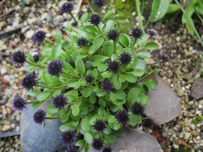 Globularia_incanescens__...__12.4.14_011.jpg
