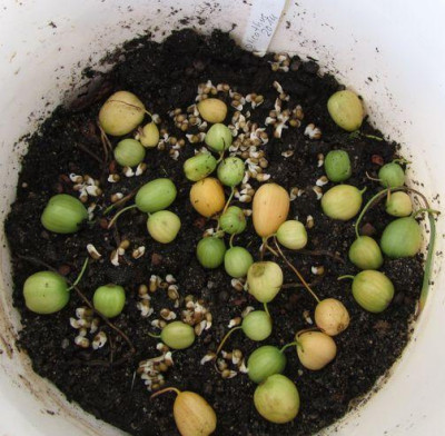 Galanthus-plicatus-seeds-ax.jpg