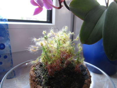 D.scorpioides.jpg