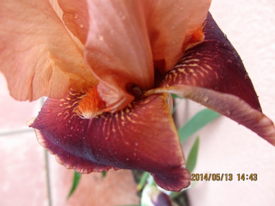 IMG_3676_small.JPG