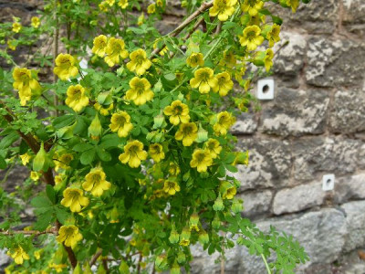 Tropaeolum__spec..jpg