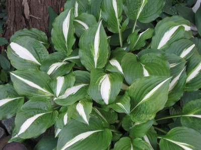 MeineUnbekannteHosta.jpg