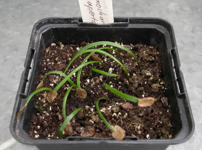 comp_Nomocharis_aperta_14.05.14.jpg