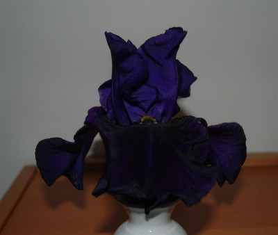 D0158a_Large.jpg