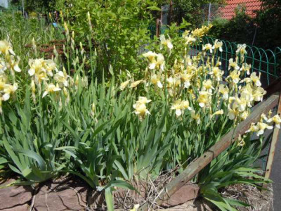 Iris_robuste_und_alte_006.JPG