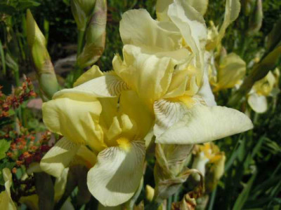 Iris_robuste_und_alte_007.JPG
