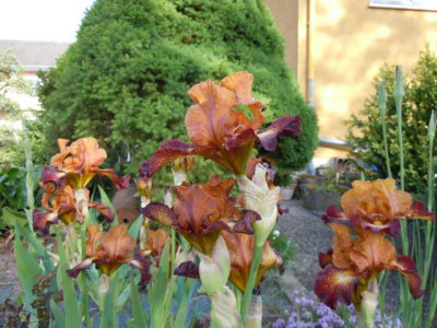 Iris_robuste_und_alte_001.JPG