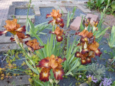 Iris_robuste_und_alte_002.JPG