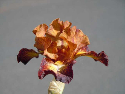 Iris_robuste_und_alte_005.JPG