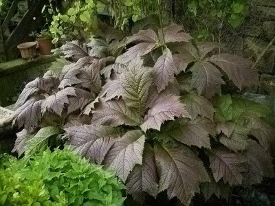 2014_rodgersia.jpg