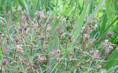 Plantago_sempervirens_140514.jpg