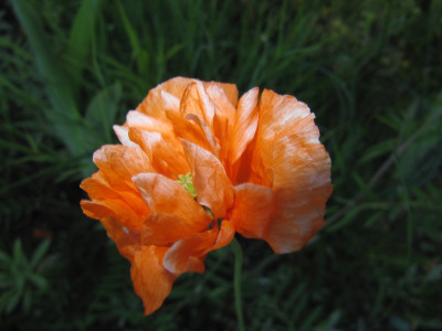 Papaver_atlanticum_140514.jpg