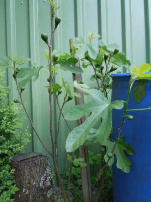 bornholmfigen_150514.JPG