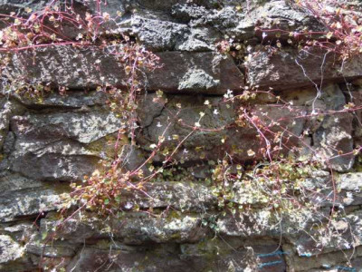 Mauerkraut_Stadtmauer_Marktheidenfeld.JPG