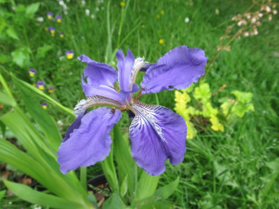 Iris_tectorum.jpg