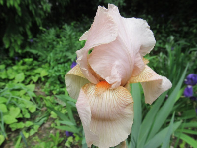 Iris_barbata-media_unbekannt.jpg
