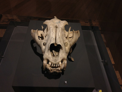 kaukasus_bgbm_20140515_tiger_zg.jpg