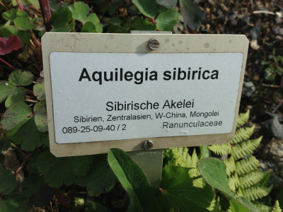 aquilegia-sibirica_20140515_schild_zg.jpg