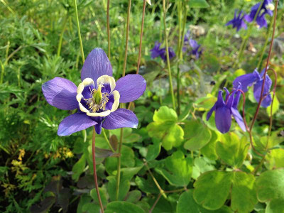 aquilegia-sibirica_20140515_zg.jpg