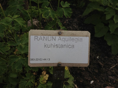 aquilegia-kuhistanica_20140515_schild_zg.jpg