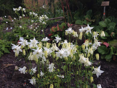 aquilegia-kuhistanica_20140515_zg.jpg