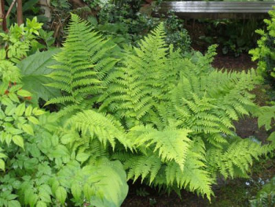 Dryopteris_blanfordii.jpg