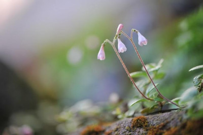 Linnaea_borealis.jpg