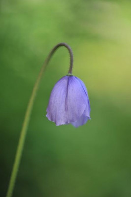 Meconopsis_quintuplinervia_05.jpg