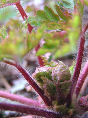 geranium_robertianum.jpg