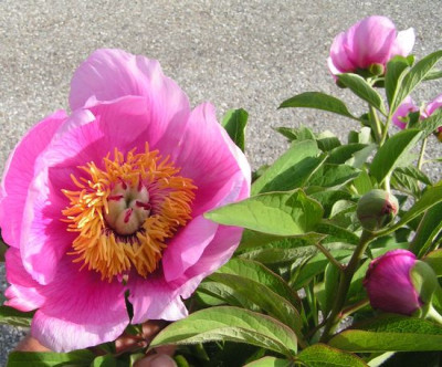Paeonia_xy.jpg