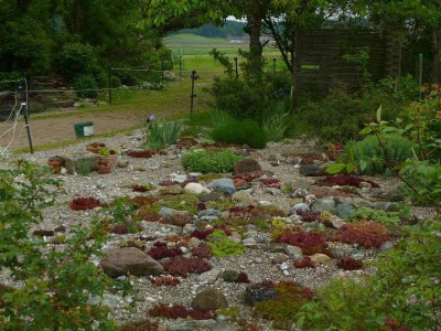 Sempervivumgarten.jpg