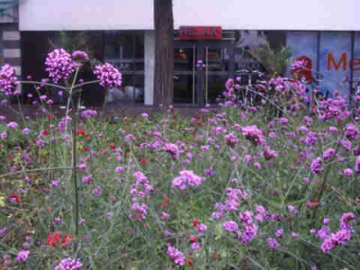 IMGP1427_2.jpg