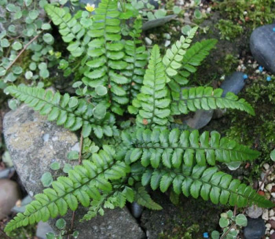 Polystichum_otophorum___...___16.5.14_002.jpg