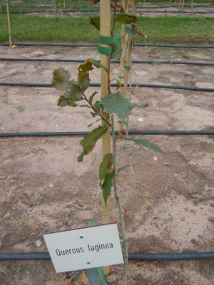 Quercus_faginea_150514.JPG