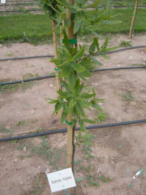 Quercus_trojana.JPG