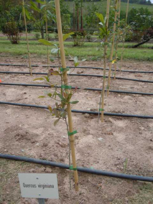 Quercus_virginiana.JPG