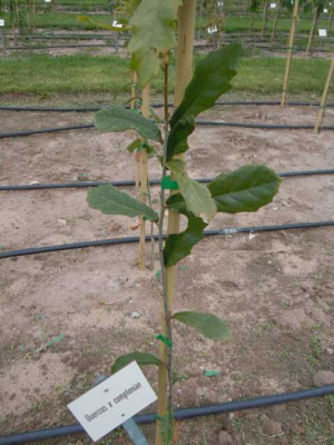 Quercus_x_comtoniae.JPG